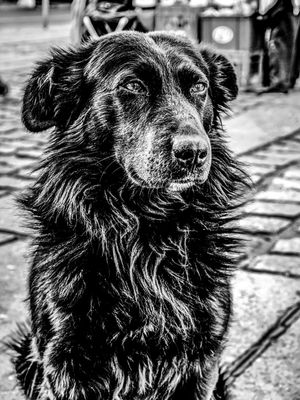 CÃO NEGRO