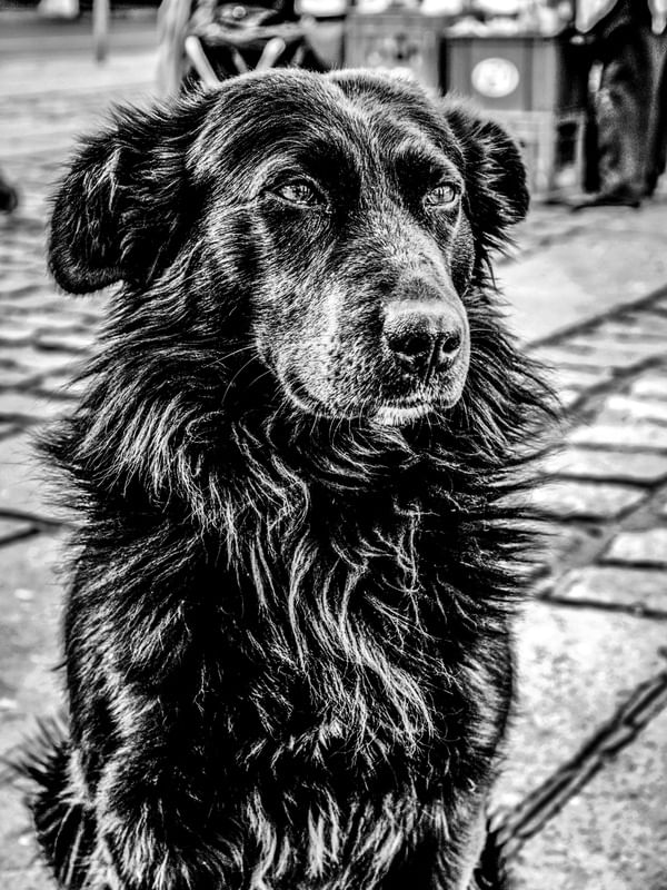 CÃO NEGRO