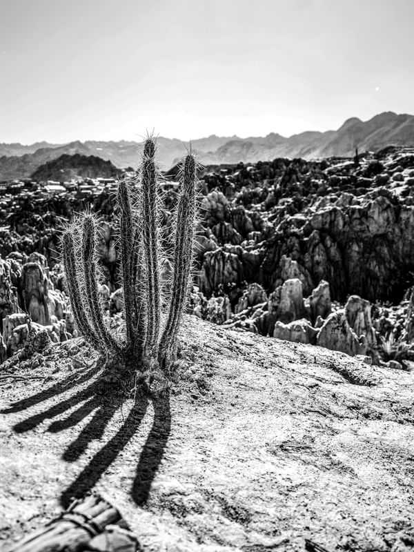 CACTO NO DESERTO