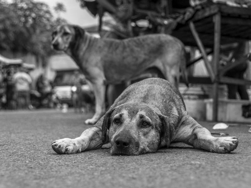 CÃES NA FEIRA PNW