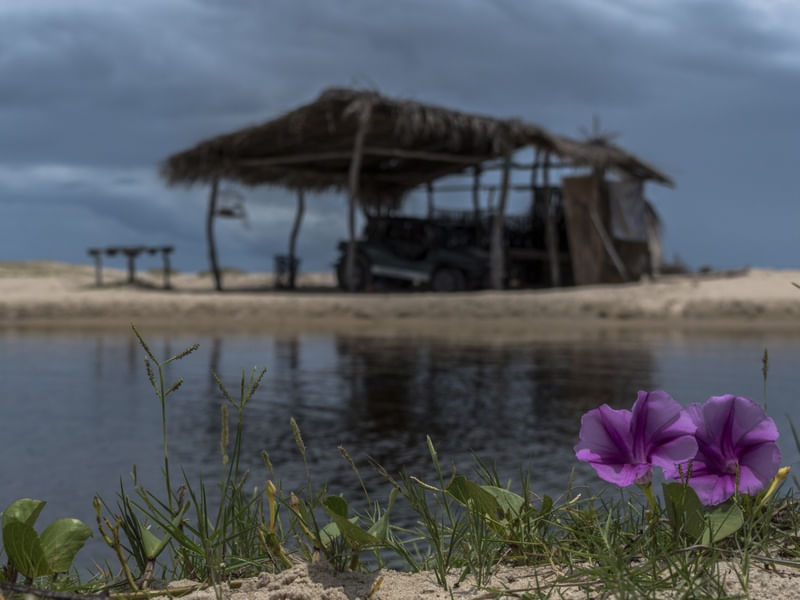 FLORES NA PRAIA