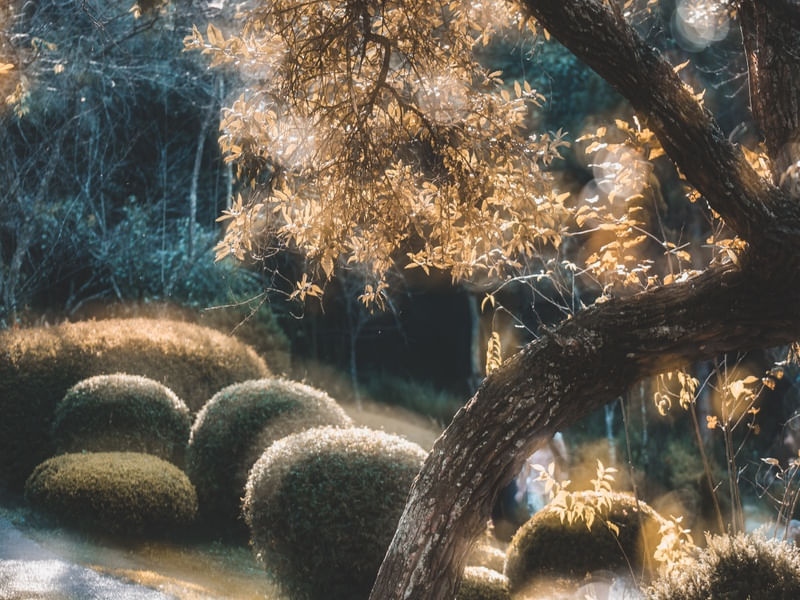 GOLDEN DREAMSCAPE