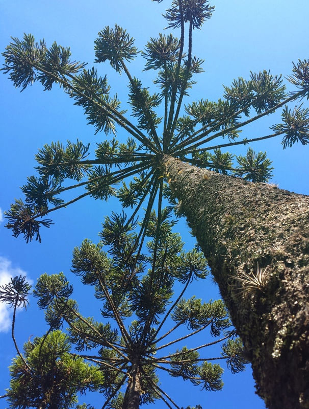 ARAUCÁRIA HIGH 2