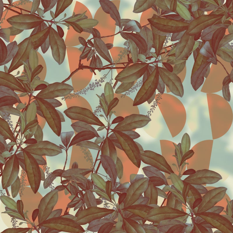 PLANTAS E MEIA LUAS