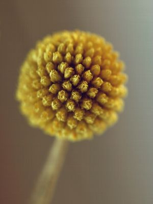 MACRO FOTOGRAFIA BILLY BUTTON FLOR AMARELA