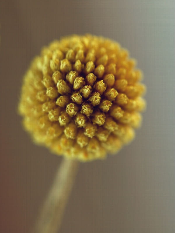 MACRO FOTOGRAFIA BILLY BUTTON FLOR AMARELA