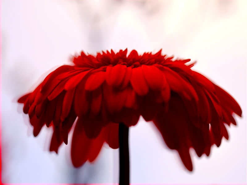 MACRO FOTOGRAFIA FLOR GERBERA VERMELHA