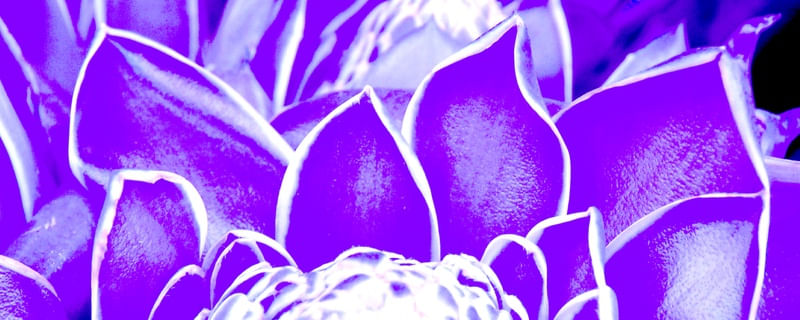 FLOR PH1
