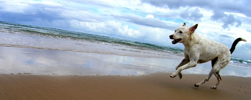 CACHORRO DE PRAIA PH