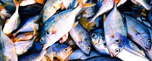 PEIXES PH