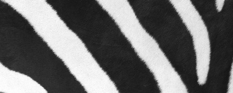 ZEBRA PH