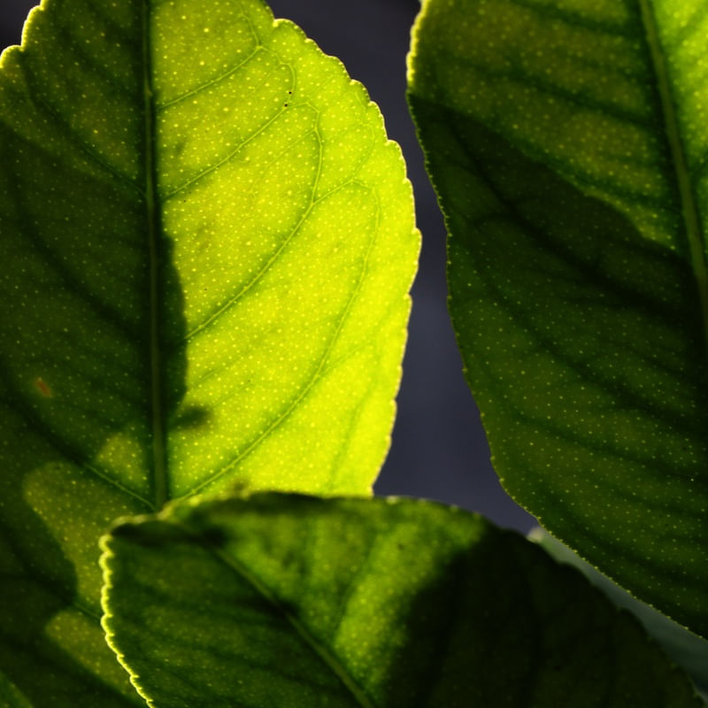 VERDE SATURADO