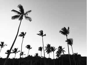 PAISAGEM COQUEIROS PB