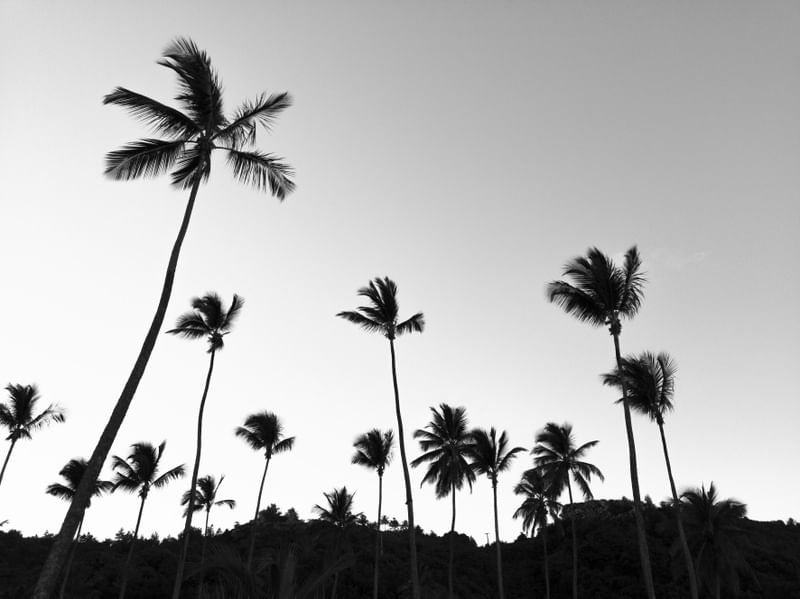 PAISAGEM COQUEIROS PB