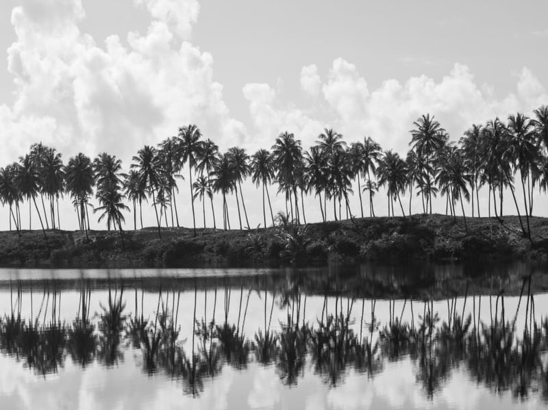 PAISAGEM COQUEIROS TROPICAL