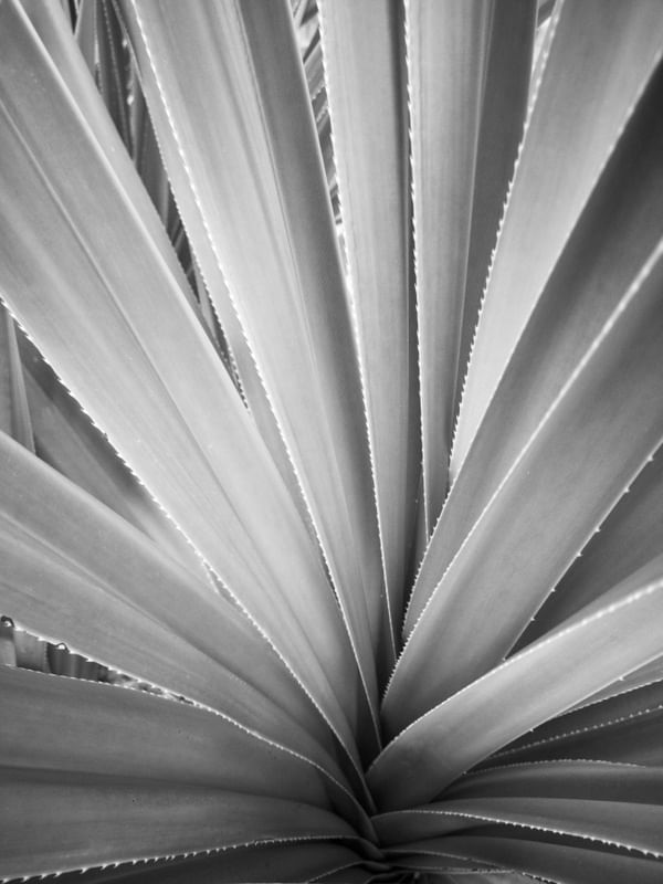 FOLHAS GEOMÉTRICA