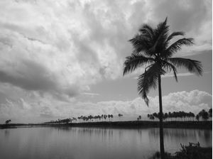 PAISAGEM COM COQUEIROS PB