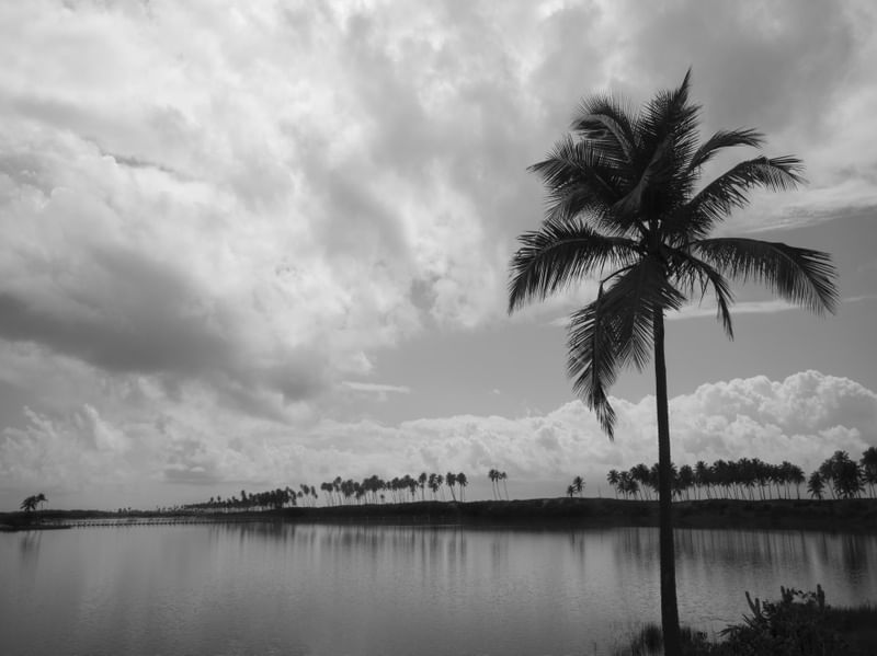 PAISAGEM COM COQUEIROS PB
