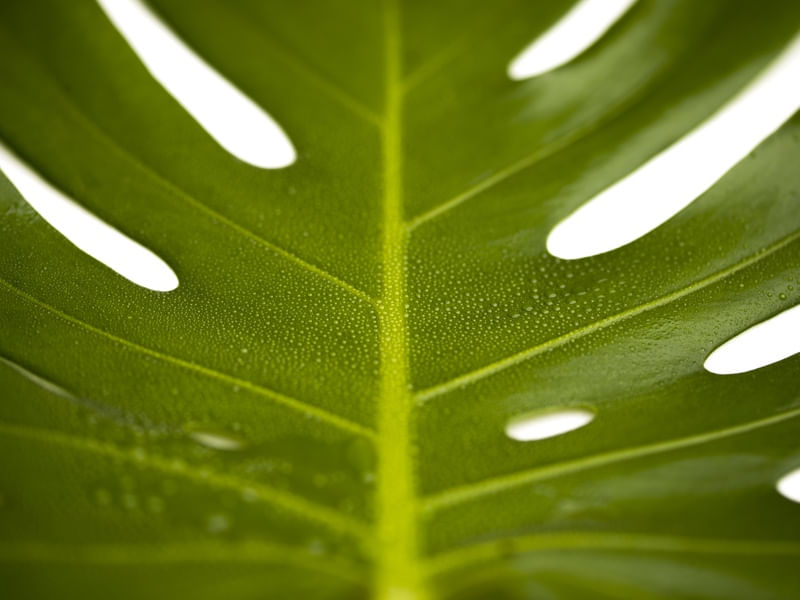 MACRO VERDE