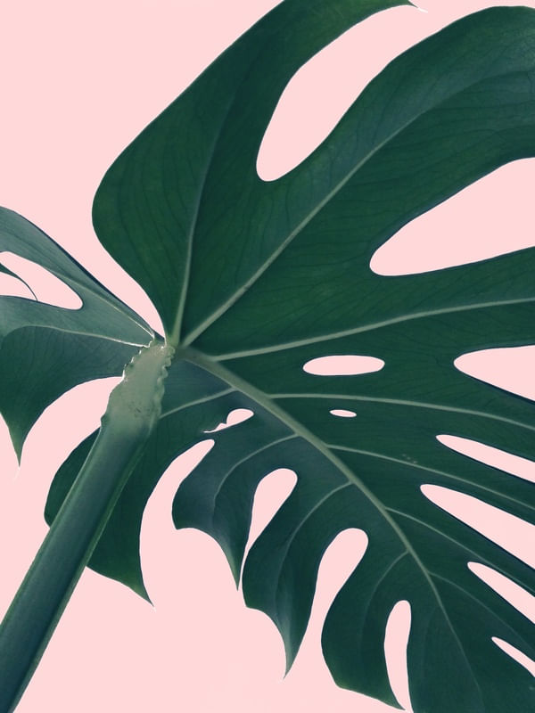 RETRATO DE MONSTERA