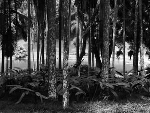 JARDIM BOTÂNICO, SEM TÍTULO