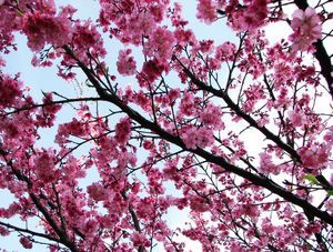 SAKURA, SEM TÍTULO