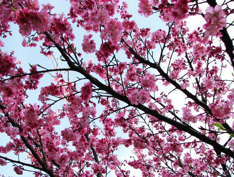 SAKURA, SEM TÍTULO