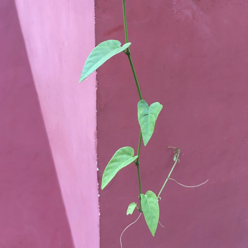 NO BALANÇO DO VENTO