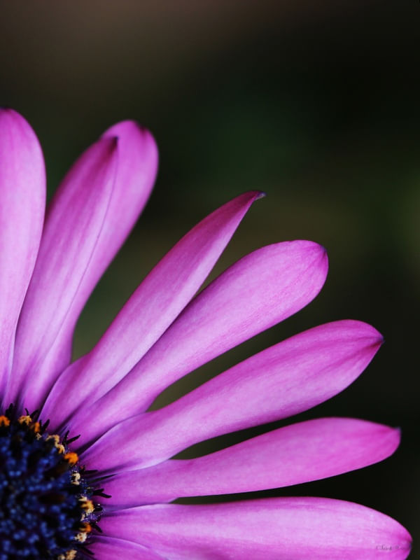 SM - DÍPTICO FLOR ROSA B