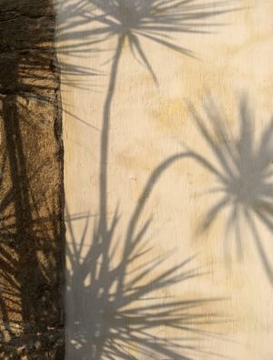 SAGRADA SOMBRA