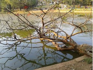 A LAGOA
