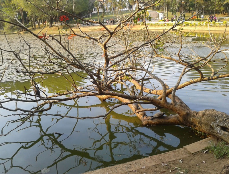 A LAGOA