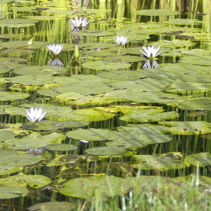 FLOR DA VITORIA RÉGIA