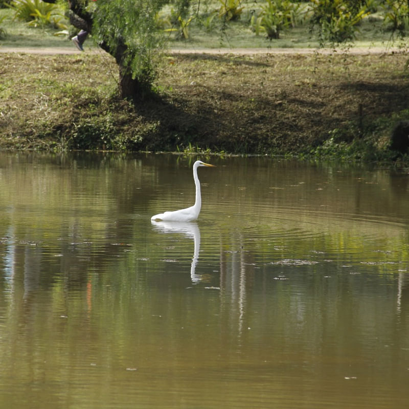 LAGO E O CISNE
