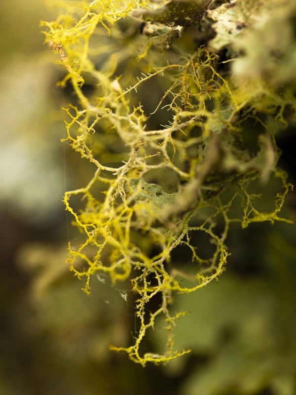 ALGA 2
