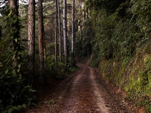 CAMINHO DAS ARAUCÁRIAS