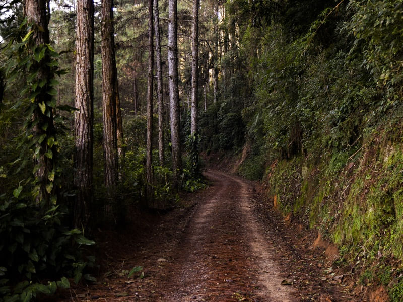 CAMINHO DAS ARAUCÁRIAS
