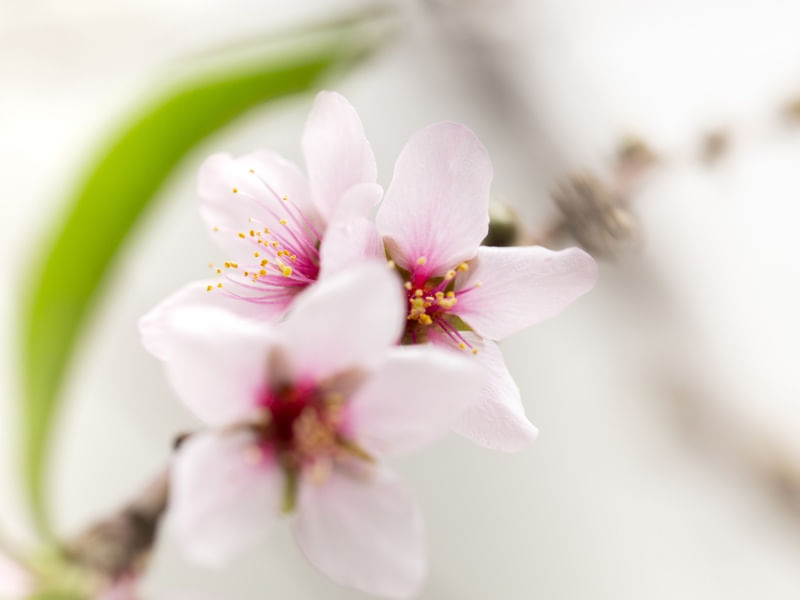 FLOR DE PESSEGUEIRO