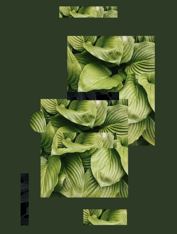 FOLHAGEM 4