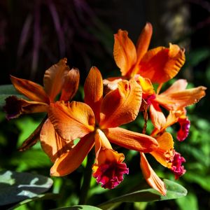 ORQUÍDEA LARANJA 2019