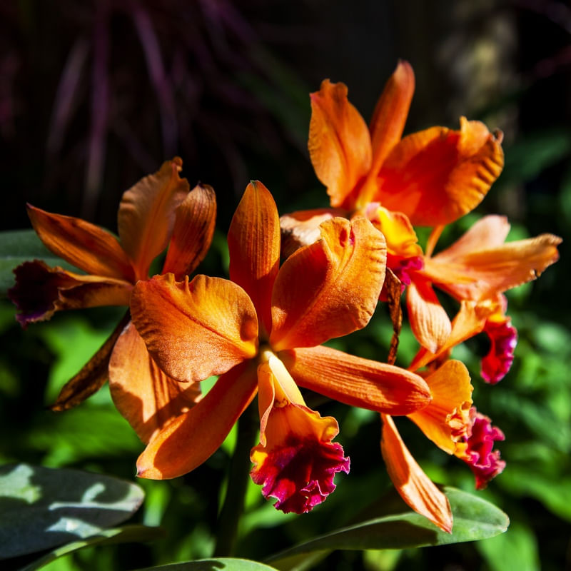 ORQUÍDEA LARANJA 2019