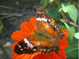 BORBOLETA VERMELHA