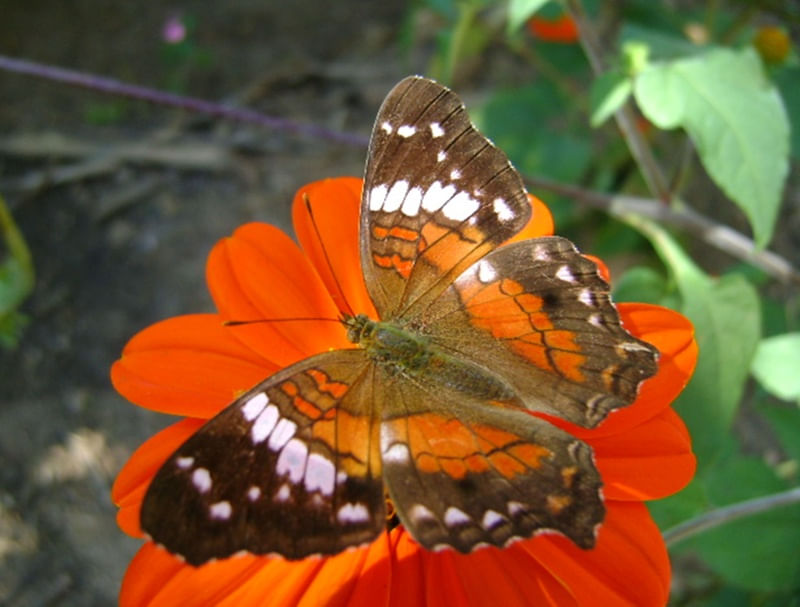 BORBOLETA VERMELHA