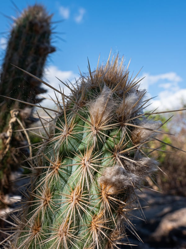 CAATINGA CERRO CORÁ