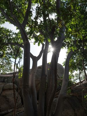 GAMELEIRA NA PEDRA EM CERRO CORÁ