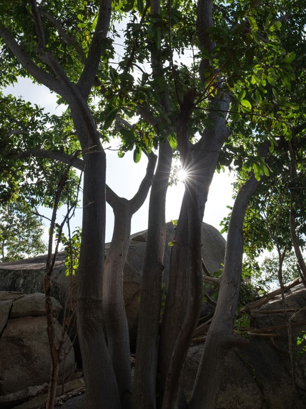 GAMELEIRA NA PEDRA EM CERRO CORÁ