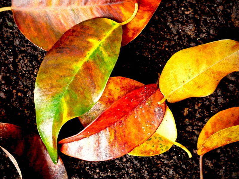FOLHAS SECRETAS COLORIDAS