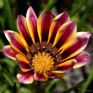 MACRO DA FLOR