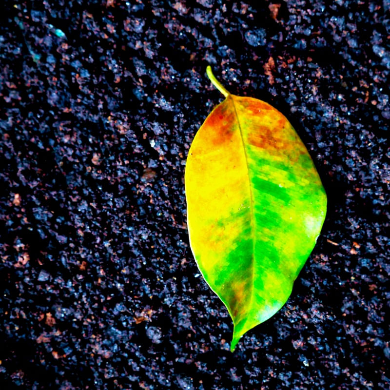 FOLHAS SECRETAS VERDE ÁGUA @