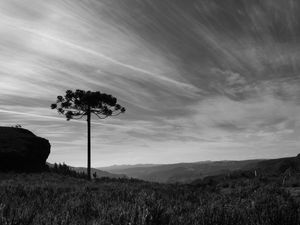 DESCANSO SOB ARAUCÁRIA